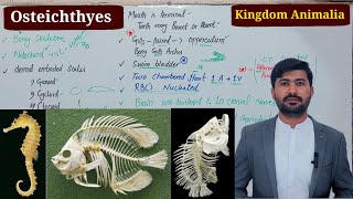 Osteicthyes or Bony Fish Kingdom animalia Fsc biology class 11 by irtisamsbiology [upl. by Emory]