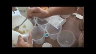 Fruit Fly Live Food Recipe [upl. by Rossner]