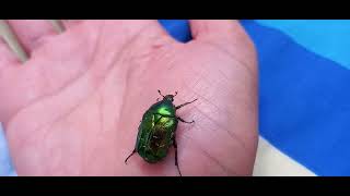 GREEN BEETLE Checks out HUMAN Wrist and Palm before Take Off [upl. by Bahe411]