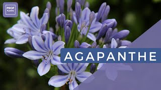 LAgapanthe  Découvrez la Beauté Élégante de cette Plante Florale [upl. by Nalahs]