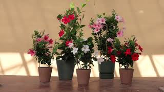 Sundaville® Mandevilla  Dipladenia Collection [upl. by Tremml]