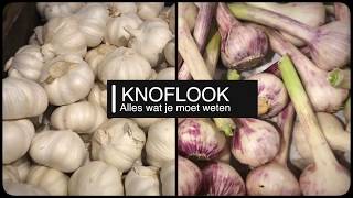 Knoflook alles wat je moet weten [upl. by Flita796]