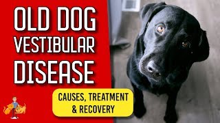 Old Dog Vestibular Disease signs treatment and recovery [upl. by Annoed]