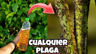 ⭐ CENIZA Abono para Floración y Crecimiento 🍒 Fertilizante Casero Orgánico para Frutales y Flores [upl. by Rahas]