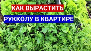 ГОТОВЛЮ САЛАТЫ С РУККОЛОЙ КАЖДЫЙ ДЕНЬ КАК БЫСТРО ВЫРАСТИЛА РУККОЛУ В КВАРТИРЕ НА ПОДОКОННИКЕ [upl. by Orutra]