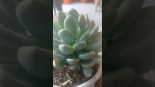 How to Propagate Succulent Plant [upl. by Star]