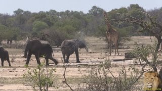 Elephant And Giraffe At Watering Hole [upl. by Ilrebmyk]