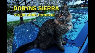 Dobyns Sierra virgin stink removalbonus Sassy girl visit [upl. by Budworth]