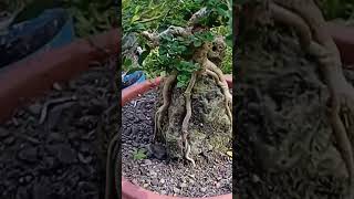 Argao Taiwan rock clasping bonsai on process [upl. by Er]