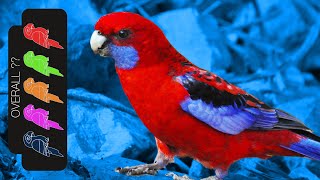 Crimson Rosella The Best Pet Parrot [upl. by Eibocaj985]