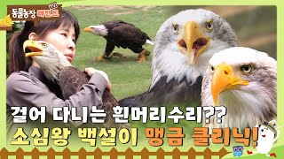 TV 동물농장 레전드SUB 🦅 걸어 다니는 흰머리수리 소심쟁이 백설이의 맹금 클리닉TV동물농장 AnimalFarm SBSstory [upl. by Ebeohp]