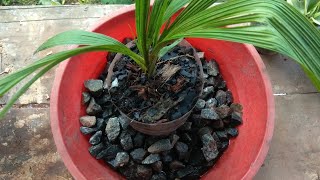 how to make orchid potting mix at home  Growing orchids [upl. by Levana]