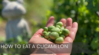 How To Eat A Cucamelon [upl. by Licna]