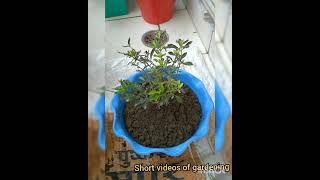 How to repot the golden Duranta plant in a 12quot plastic potquotshortsReyanshPlantsNPots [upl. by Htebiram]