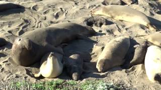 The Mating Ritual of Elephant Seals [upl. by Itteb]