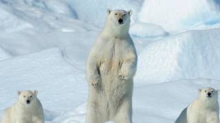 Northeast Greenland National Park ice sheets glaciers fjords arctic [upl. by Pessa840]