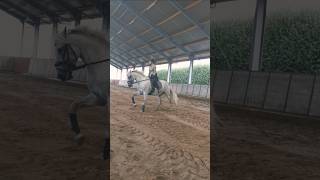 Galloping Dressage Dressagetraining Horseriding Rider Horsetraining Practice Training [upl. by Cordula]