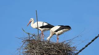 La cigogne enlève sa branche [upl. by Rurik668]