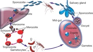 Cycle Of Malaria Parasite In The Mosquito [upl. by Pylle]