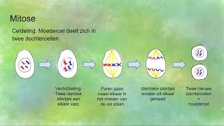 Mitose celdeling en Meiose reductiedeling  verschillen en overeenkomsten [upl. by Ielirol]