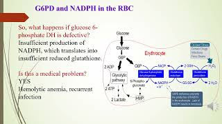 Hexose monophosphate shunt regulation [upl. by Anaili]