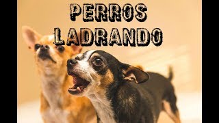 10 PERROS LADRANDO FUERTE 🐩 PERROS cachorro LADRANDO🐶 PERRO LADRANDO FUERTE [upl. by Marylinda]