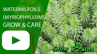 Watermilfoils grow amp care Myriophyllum Water plant [upl. by Eimam]