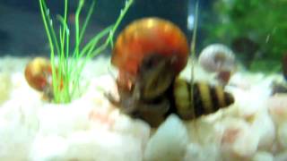 Assassin Snail eating Ramshorn Snail [upl. by Einaeg]