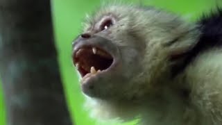 Fighting Monkeys  Clever Monkeys  BBC Earth [upl. by Renrag]