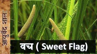 वच के फायदे और उपयोग  sweet flag  acorus calamus  Ayurved shala [upl. by Adnoloy]