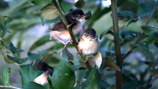 Forest Fledgling A Baby Sparrows Tale of Survival  The Forest Home of a Baby Sparrow [upl. by Aneehc522]