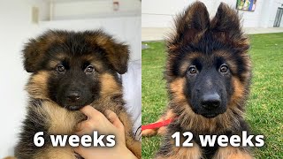 My German Shepherds Puppy 6 Weeks Transformation [upl. by Dylane]