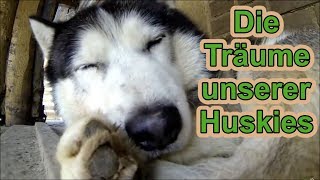 Husky Dreams  Von was träumen Huskies wenn sie schlafen  Huskyhof  Hundetraining  Nature Trails [upl. by Suilenroc]