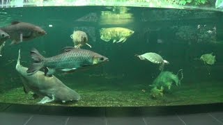 Pangasius sanitwongsei im Zoo Aquarium Berlin November 2015 [upl. by Ecirtnuahs8]