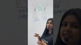 Sister vs Non sister Chromatids  Class 11 Biology  NEET chromatids sisterchromatid [upl. by Noll227]