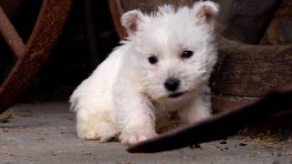 Puppy West Highland White Terrier [upl. by Jolynn]