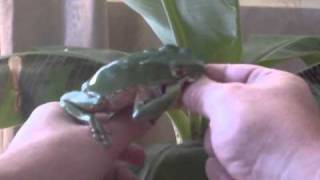 Giant waxy monkey frog Phyllomedusa bicolor [upl. by Yenahpets]