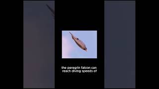 Peregrine Falcons Incredible HighSpeed Hunt [upl. by Eleirbag]