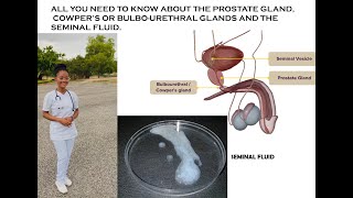 Seminal Fluid Prostate Gland and Cowpers Glands Anatomy [upl. by Altman]