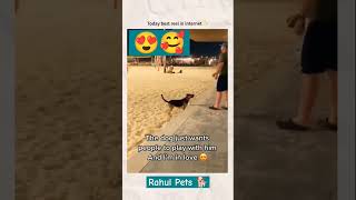 Dog need play with me 🥰🥰🥰funny rahulpets funnypets doglover shortsfeed shorts [upl. by Kcirdef]