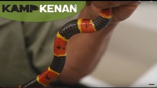 Coral Snake Venom  Kamp Kenan S2 Episode 5 [upl. by Kiah]