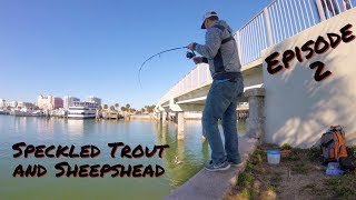 Sheepshead and Trout  Clearwater FL Fishing [upl. by Huldah511]