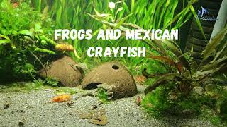 Frog Hymenochirus boettgeri and Mexican Crayfish [upl. by Otsenre]