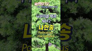 나한송 이름 유래 나한송 Podocarpusmacrophyllus 나무이름백과 [upl. by Elacsap]