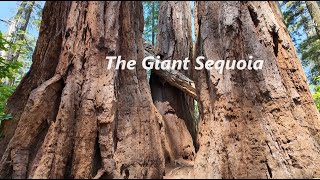 Walking in a Giant Sequoia tree National Park [upl. by Quick]