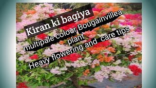 Multicolour Bougainvillea multiplegrafting multicolor bougainvillea gardening [upl. by Arual]