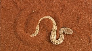 Terrifying The Venomous Sidewinder Snake Slithers at 18 MPH [upl. by Colly]