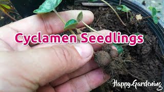 Transplanting Cyclamen Seedling [upl. by Eetsirk]