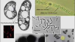 L1SA  Cours de Microbiologie Générale  Partie 2  Bactériologie suite 1 [upl. by Natie938]