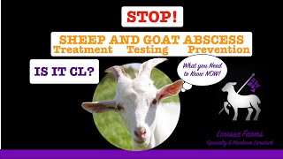 Sheep and Goat Abscess Treating and Preventing CL and Other Abscess Caseous Lymphadenitis [upl. by Aikenahs]